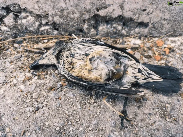 Dead Bird Removal Jollys Lookout