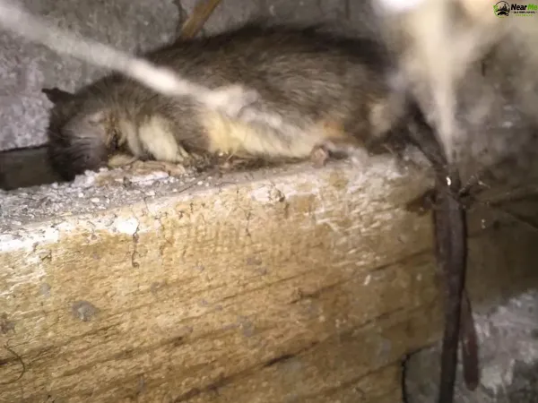 Dead Rat Removal Jollys Lookout